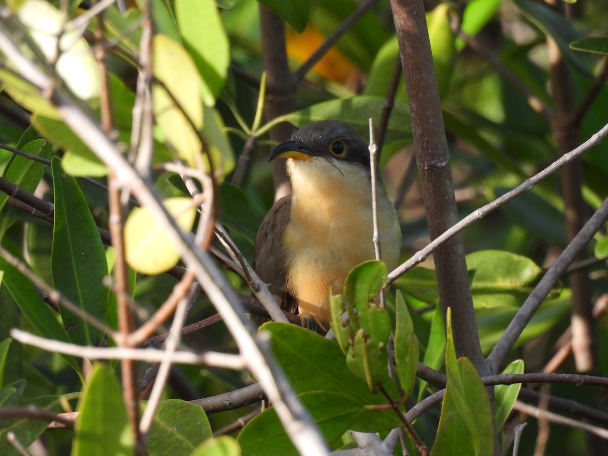 Mangrove Cuckoo - ML614146792