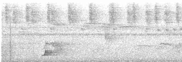 Streifenbrust-Ameisendrossel - ML614146849