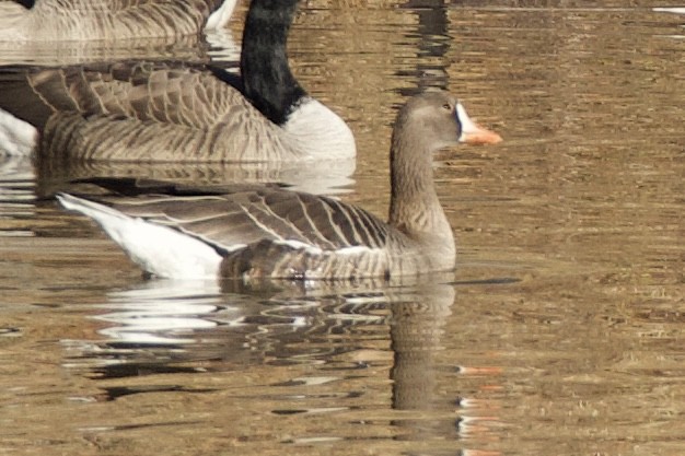 Greater White-fronted Goose - ML614147357
