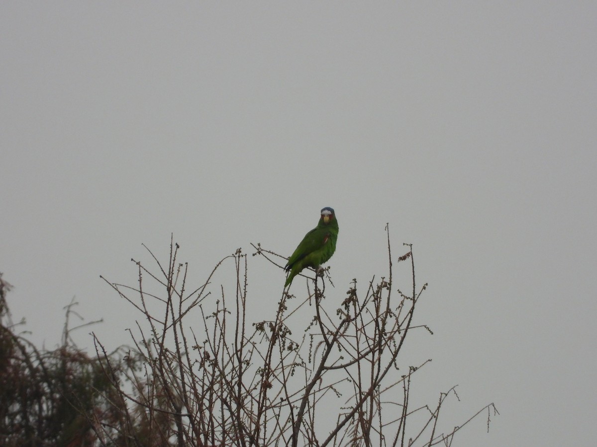 White-fronted Parrot - ML614147693