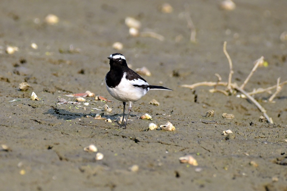 White-browed Wagtail - ML614147801