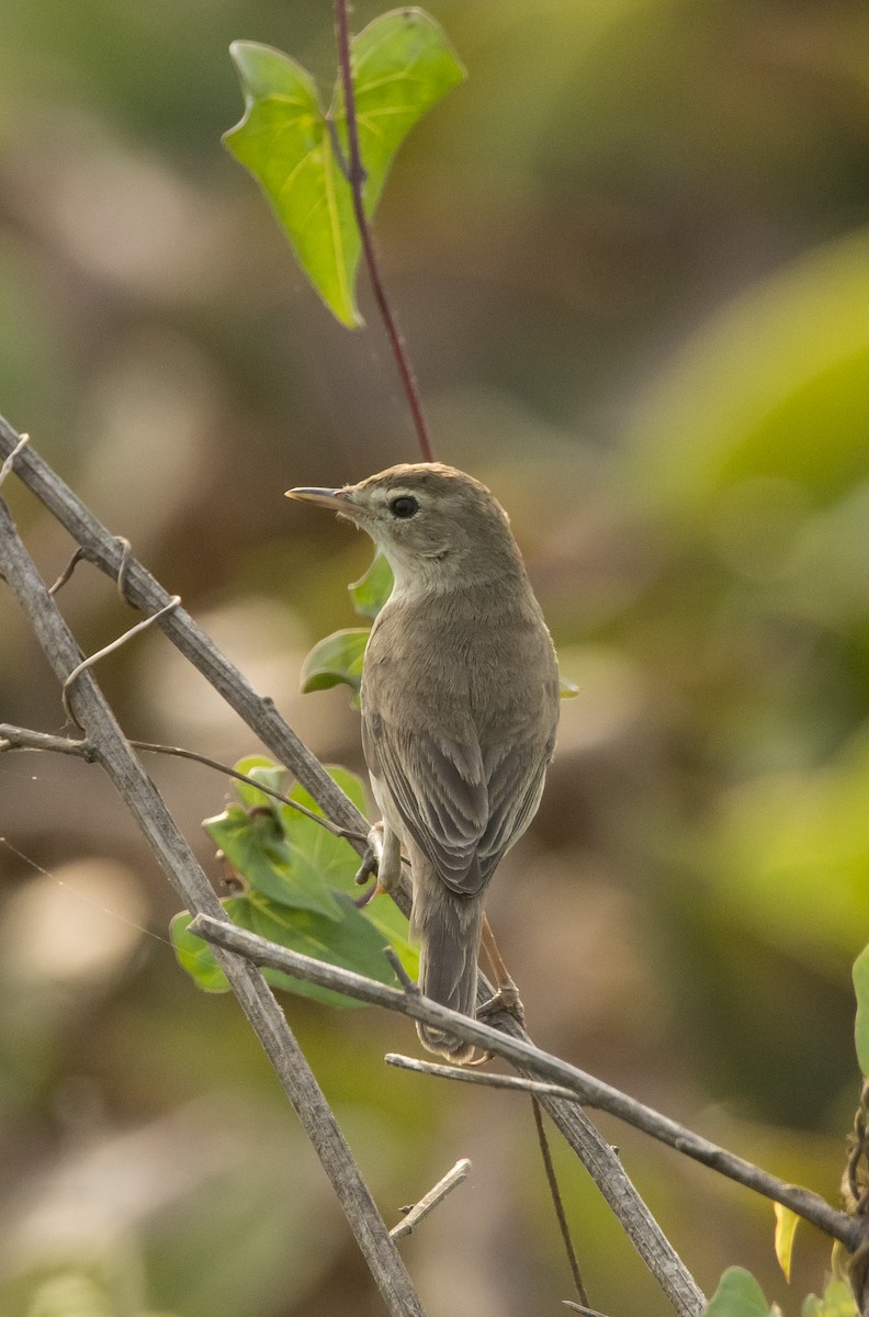 Booted Warbler - ML614147941