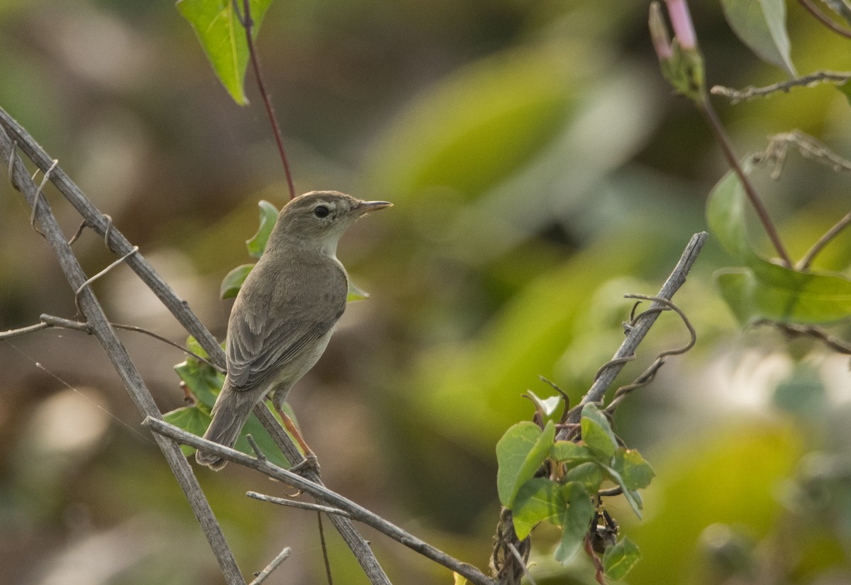 Booted Warbler - ML614147942