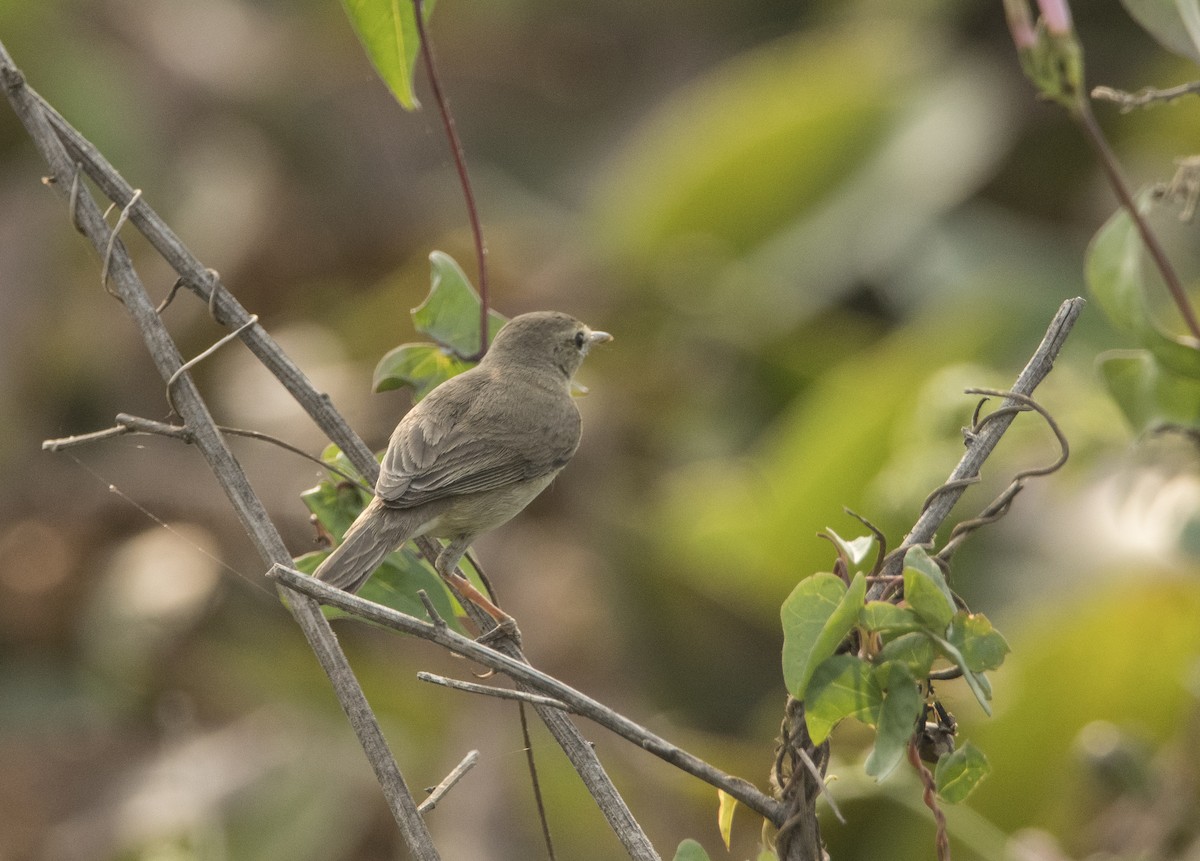 Booted Warbler - ML614147943