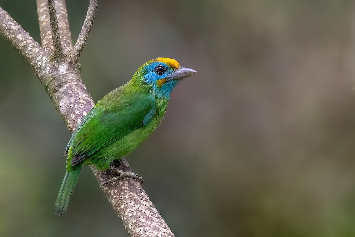 Yellow-fronted Barbet - ML614147969
