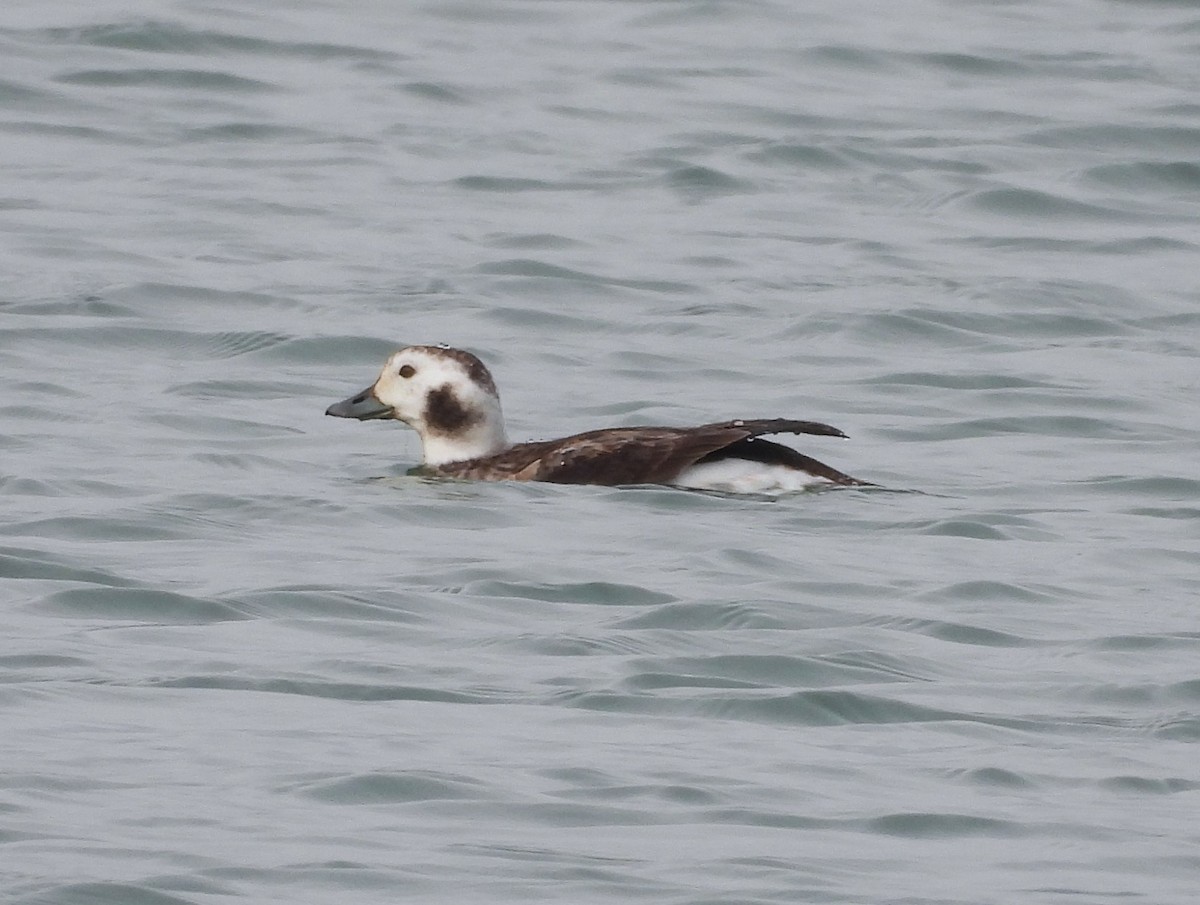 Long-tailed Duck - ML614148027