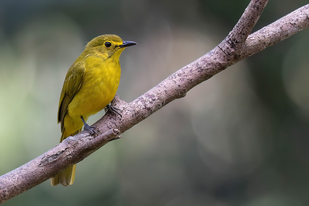 Yellow-browed Bulbul - Chris Venetz | Ornis Birding Expeditions