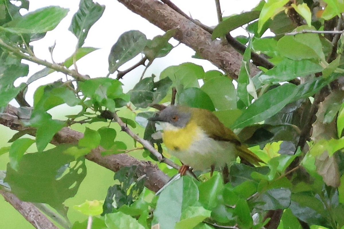 Yellow-breasted Apalis (Yellow-breasted) - ML614148287