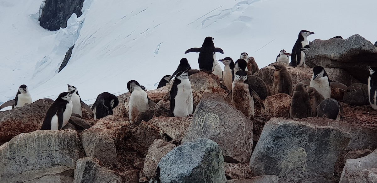 Антарктический пингвин - ML614148297