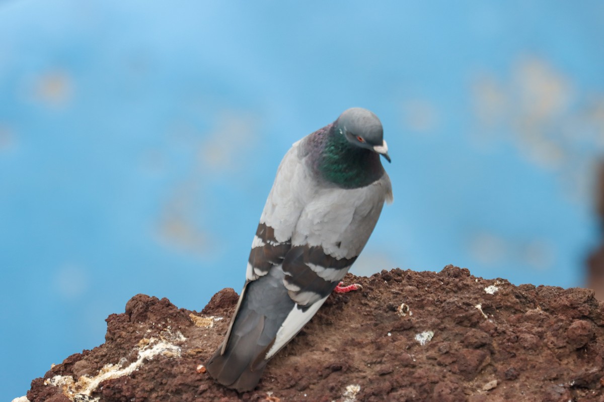 Rock Pigeon (Feral Pigeon) - ML614148665