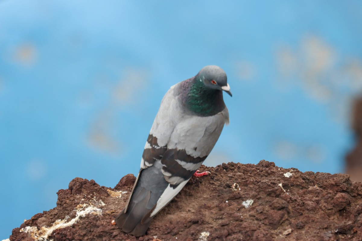 Rock Pigeon (Feral Pigeon) - David Garrigues