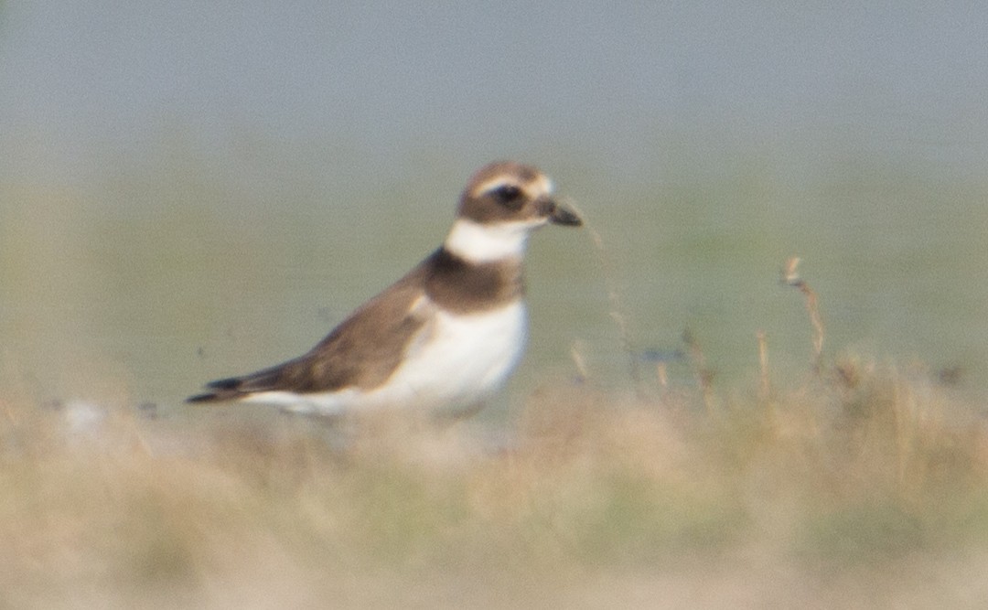 Common Ringed Plover - ML614148807