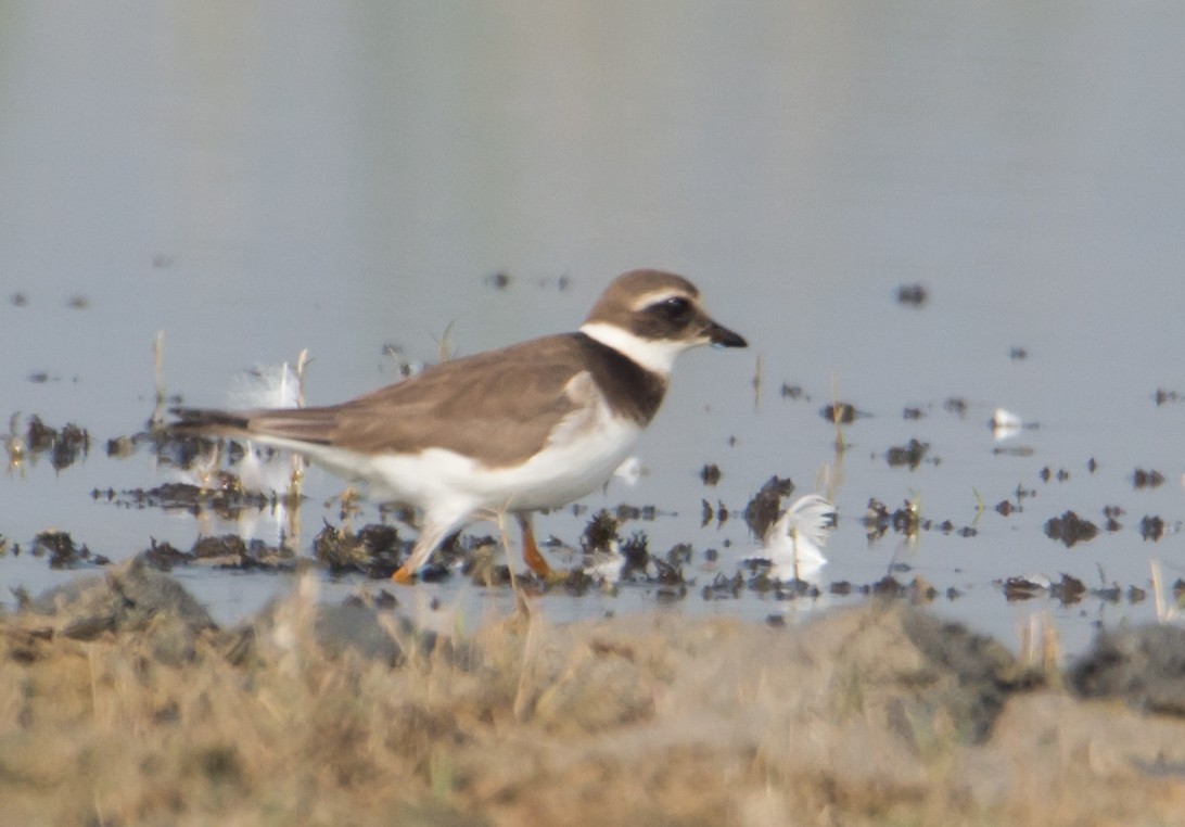 Common Ringed Plover - ML614148808