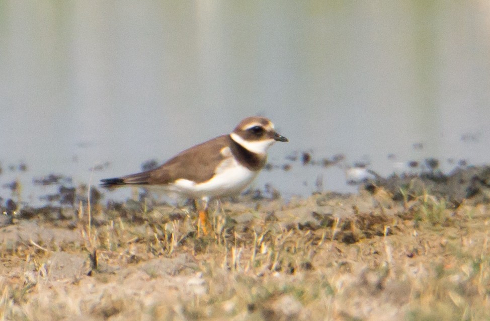 Common Ringed Plover - ML614148810