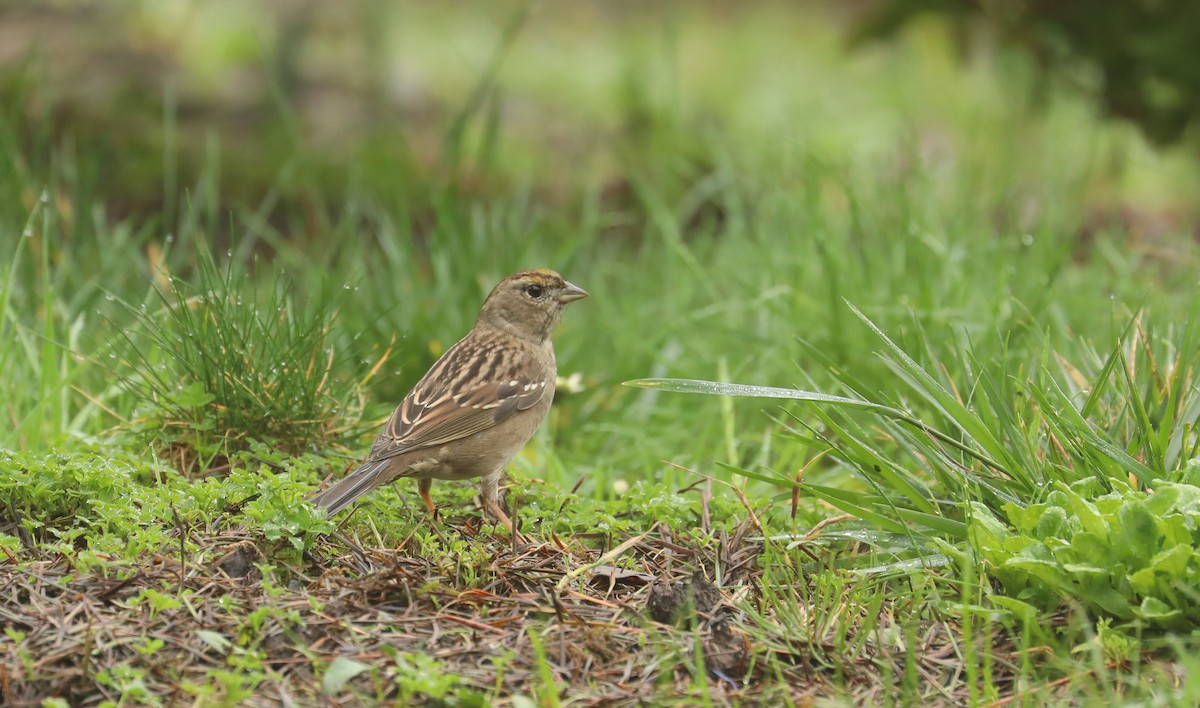 Golden-crowned Sparrow - ML614148871
