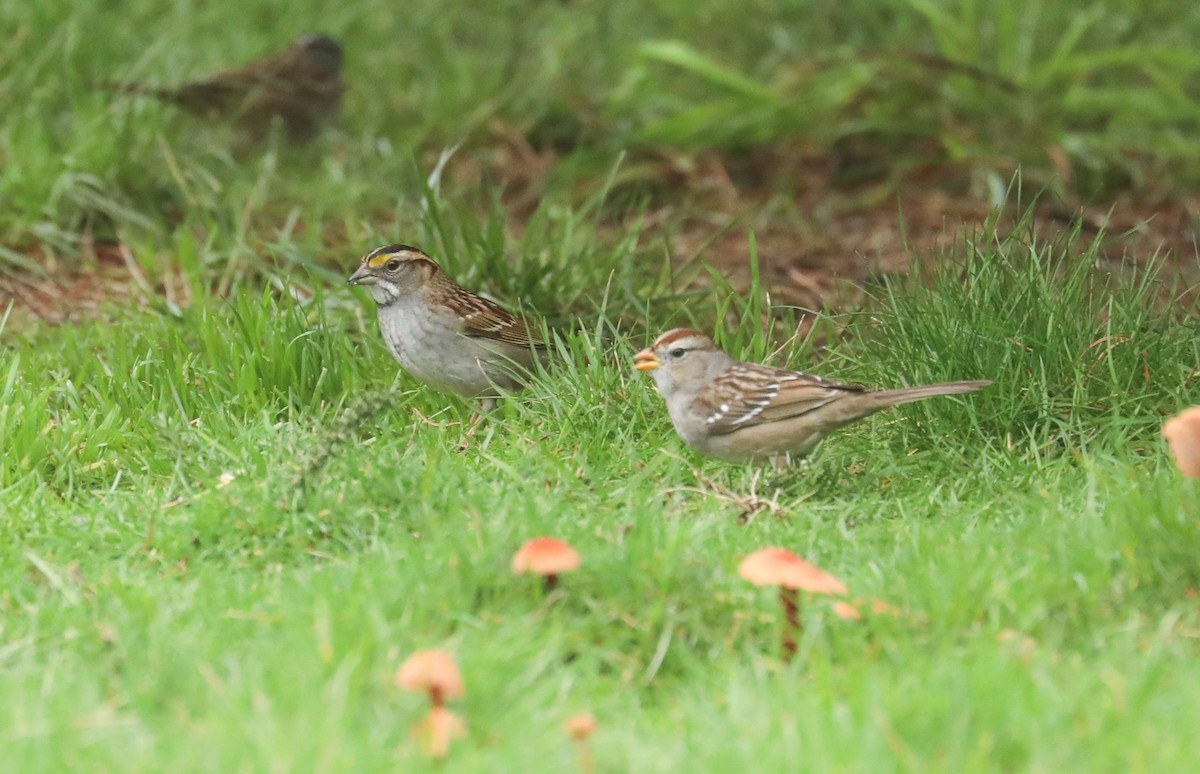 White-throated Sparrow - ML614148888