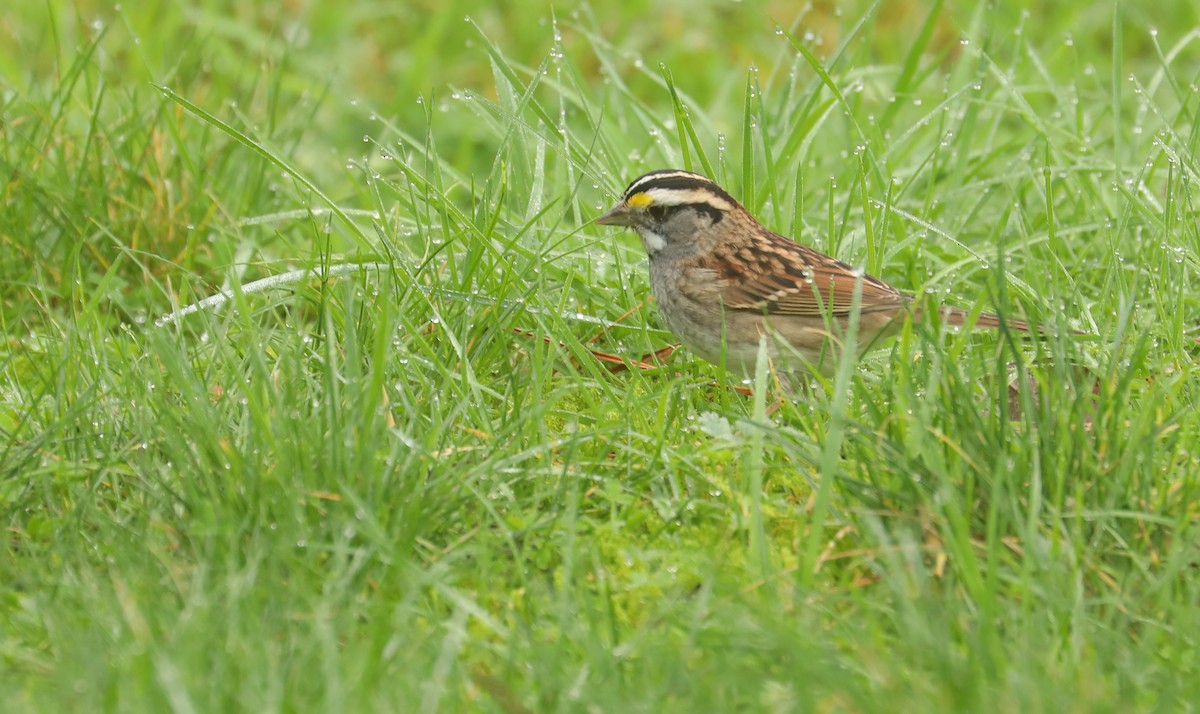 White-throated Sparrow - ML614148889