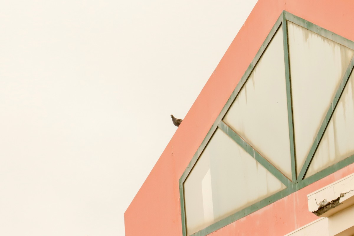 holub skalní (domácí) - ML614149107