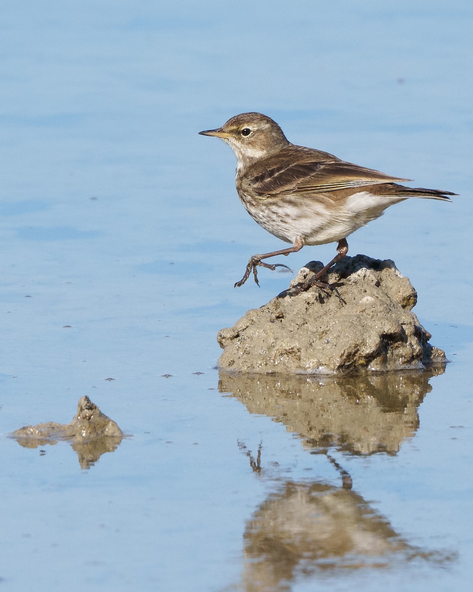 Water Pipit - ML614149225