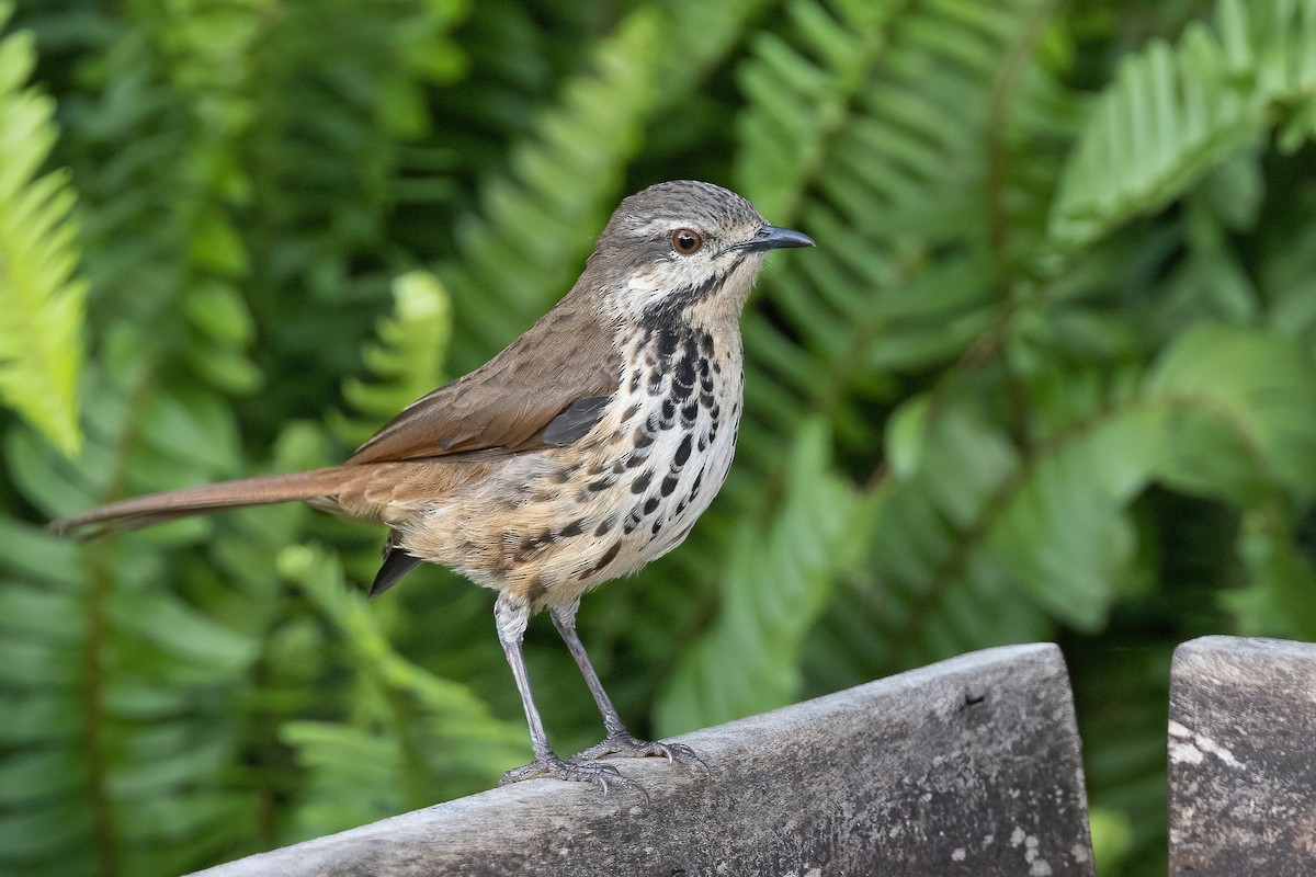 Spotted Morning-Thrush - Chris Venetz | Ornis Birding Expeditions