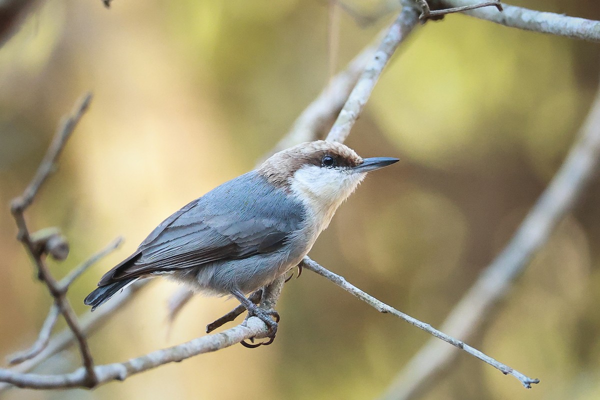 Brown-headed Nuthatch - ML614149952