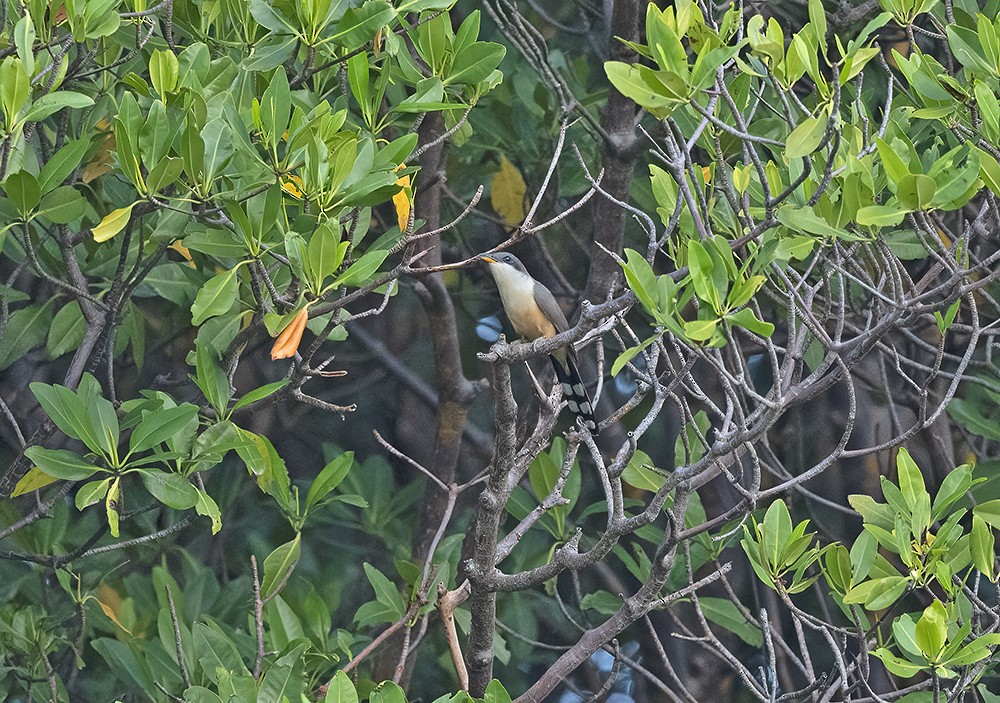 kukačka mangrovová - ML614150175
