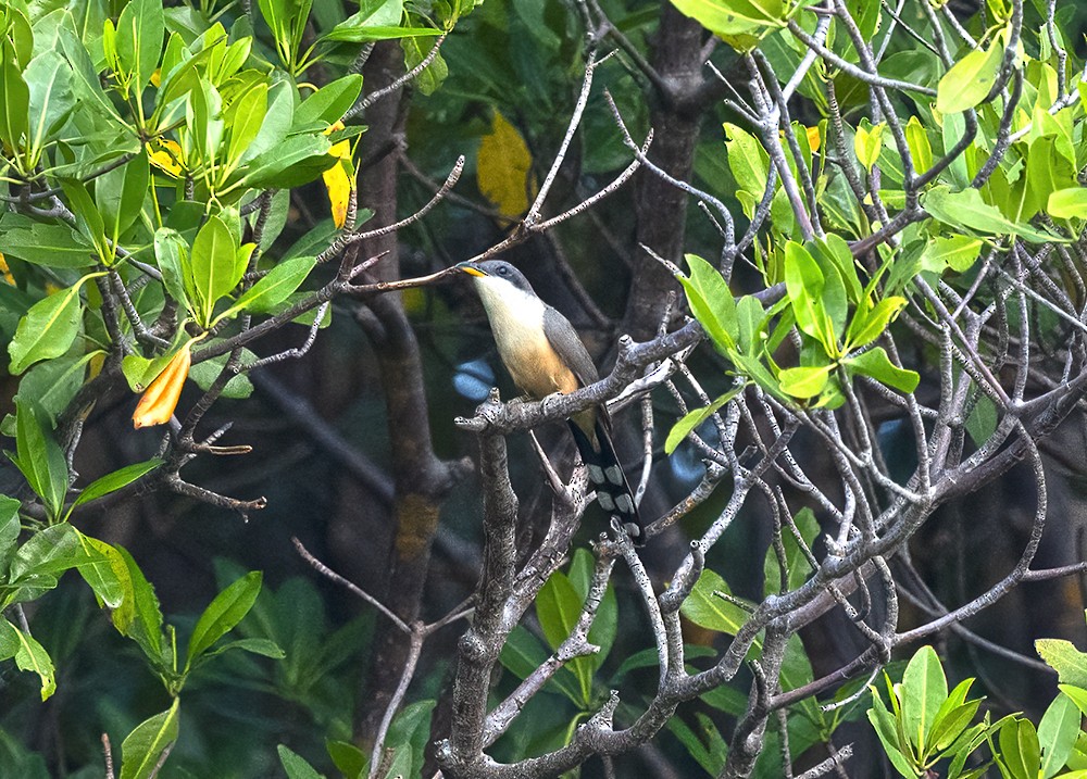 Mangrove Cuckoo - ML614150176