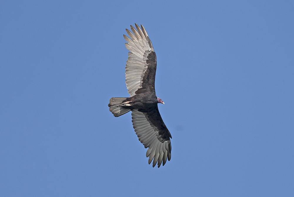 Turkey Vulture - ML614150202