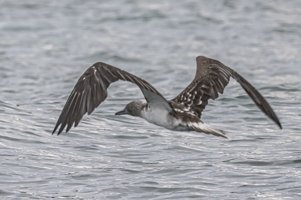 Blue-footed Booby - ML614150352
