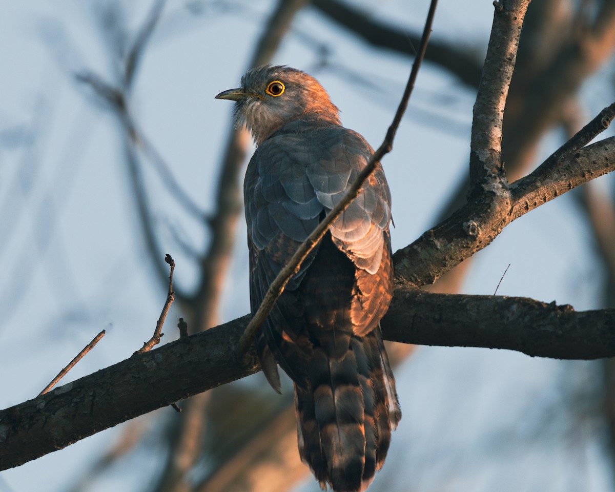 Common Hawk-Cuckoo - krithik sankar