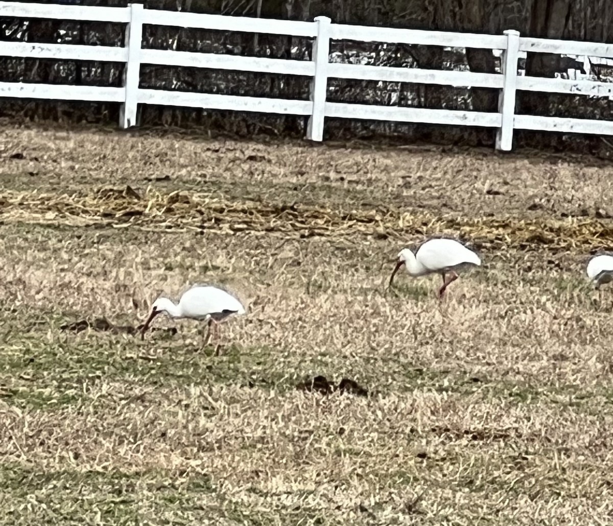 eBird Checklist 29 Jan 2024 16011619 Pleasant Ridge Rd, Virginia