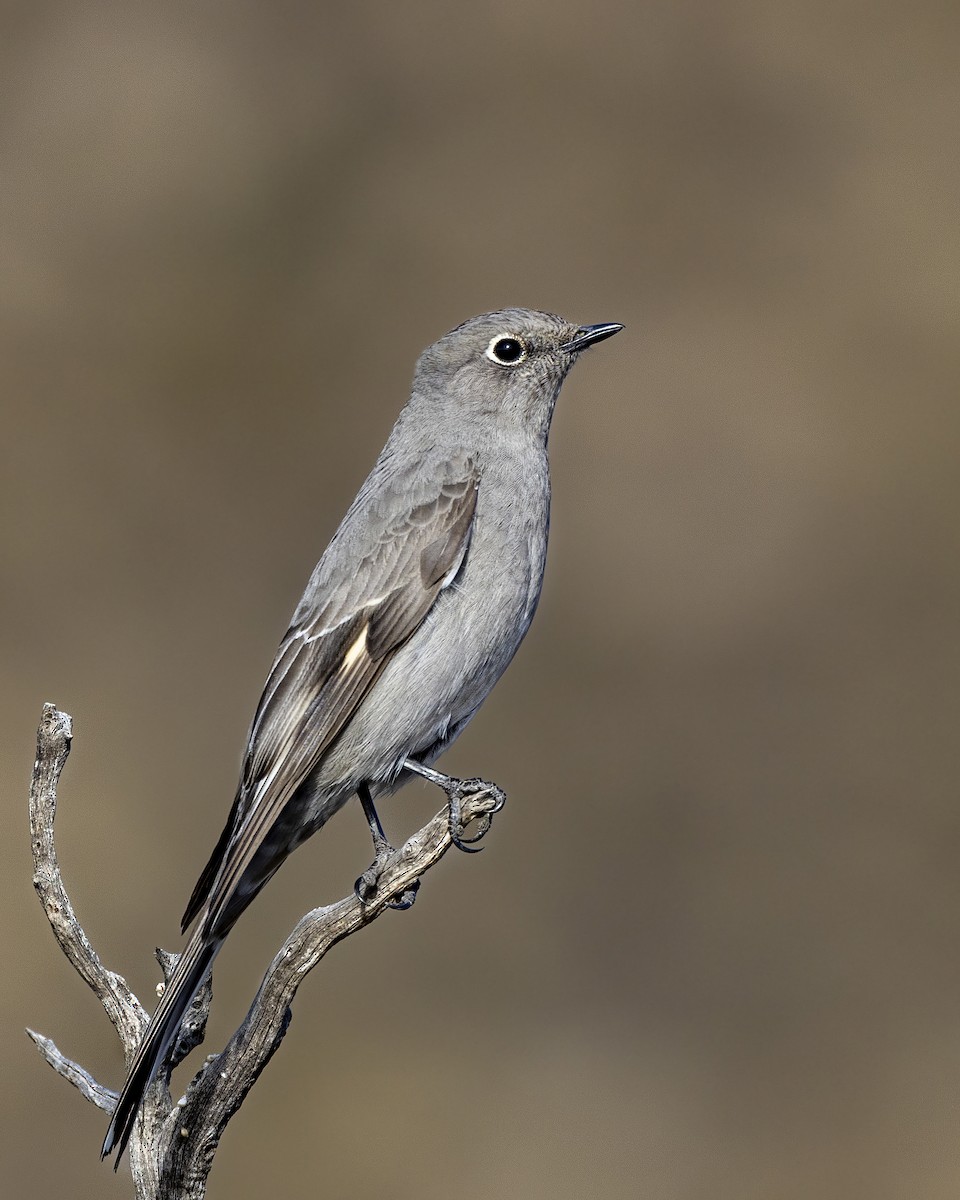 Townsend's Solitaire - ML614150537