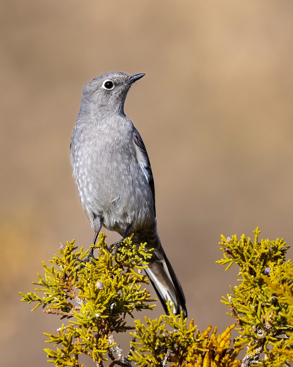 Townsend's Solitaire - ML614150612