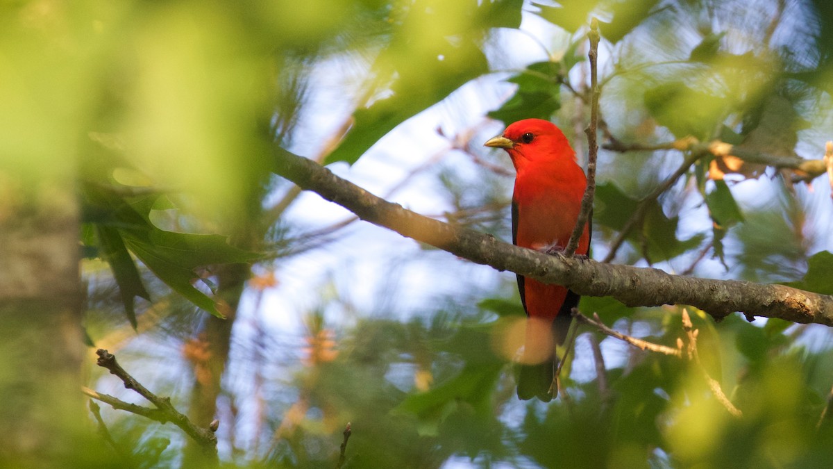 Scarlet Tanager - ML61415081