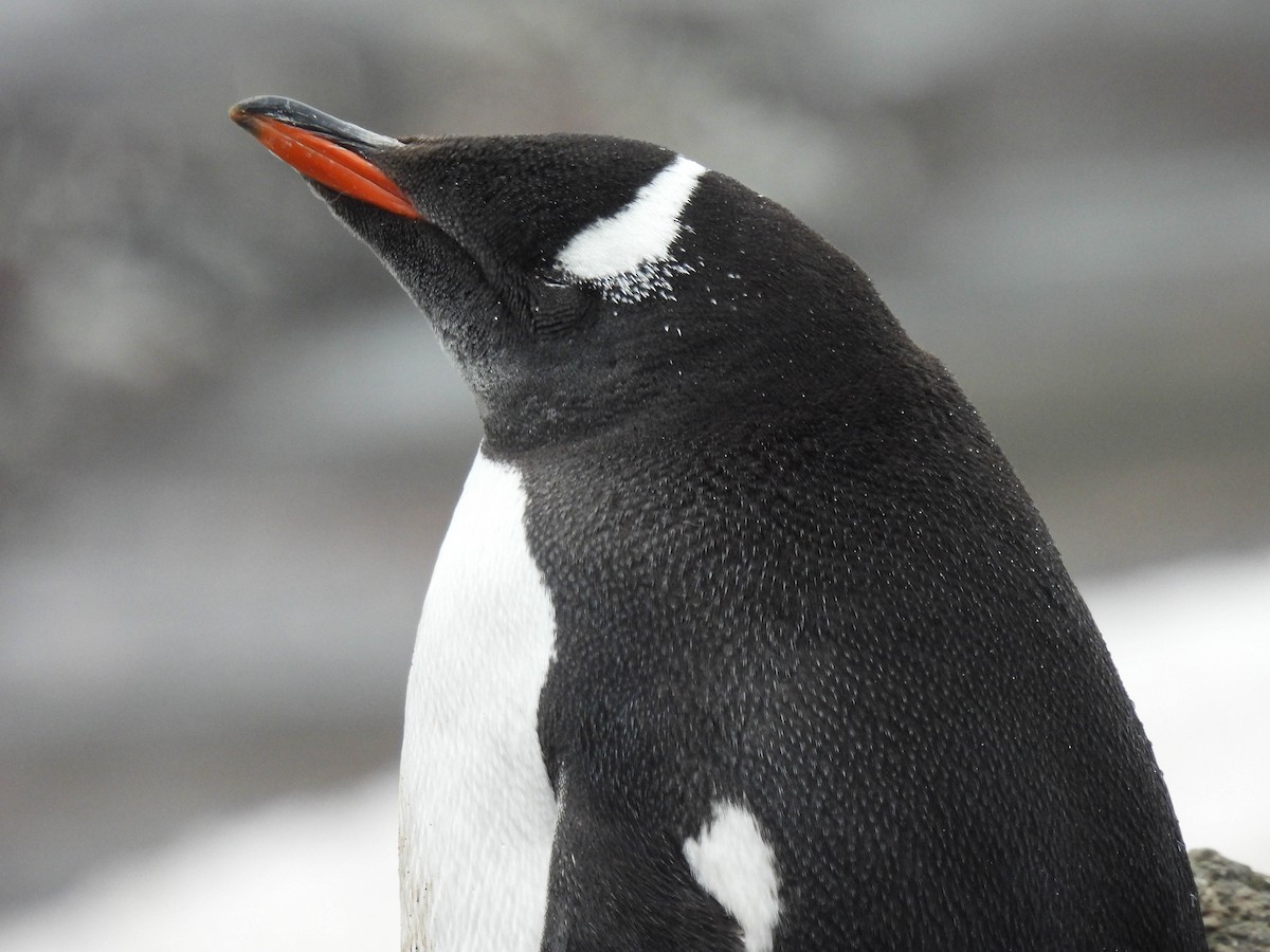 Gentoo Penguin - ML614150837