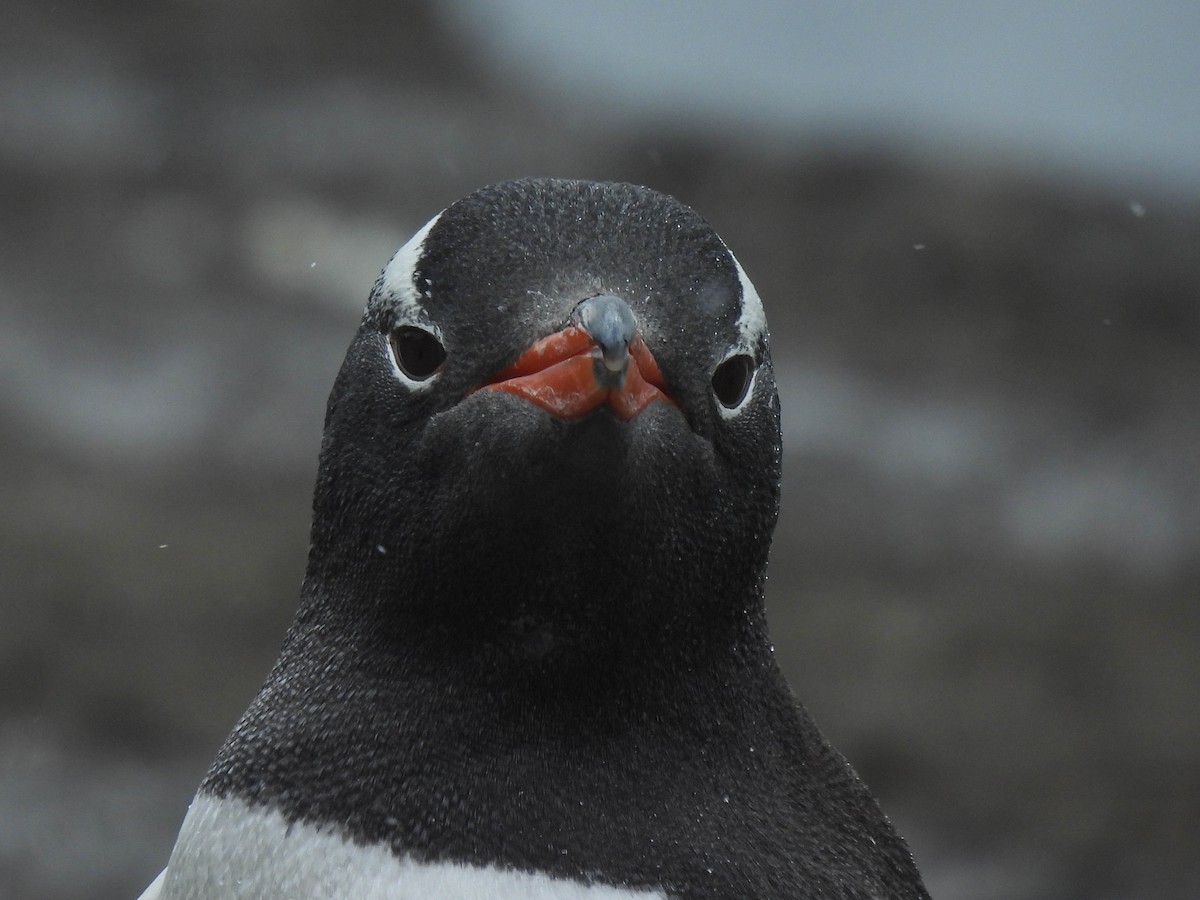 Gentoo Penguin - ML614150839