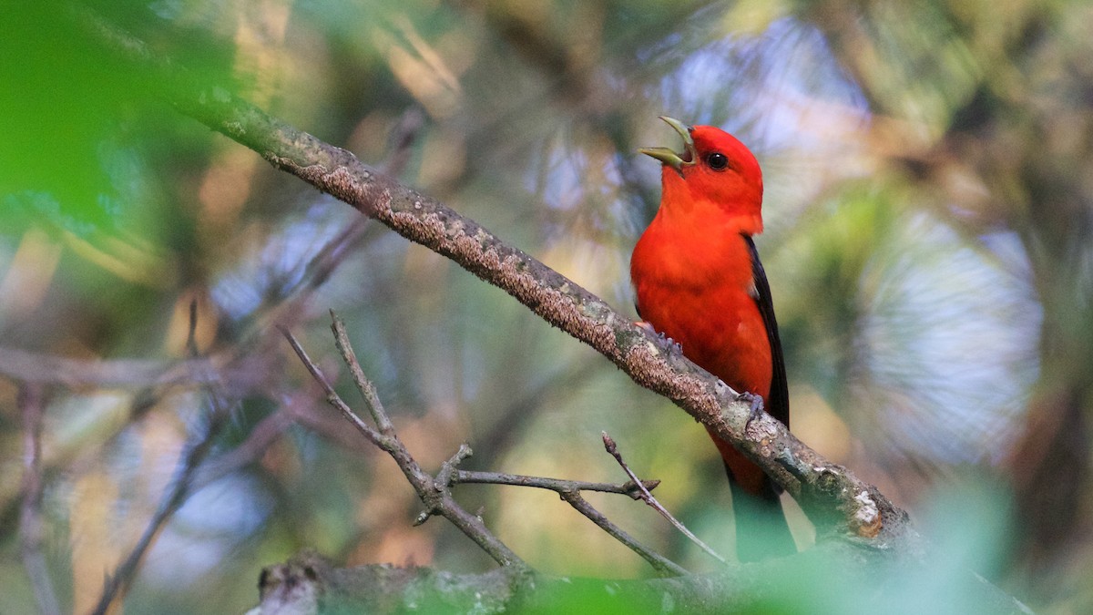 Scarlet Tanager - Gates Dupont