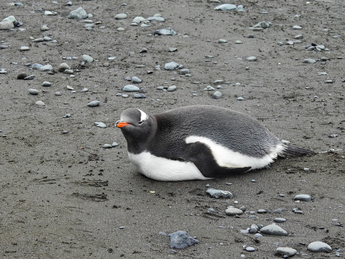 Gentoo Penguin - ML614150949