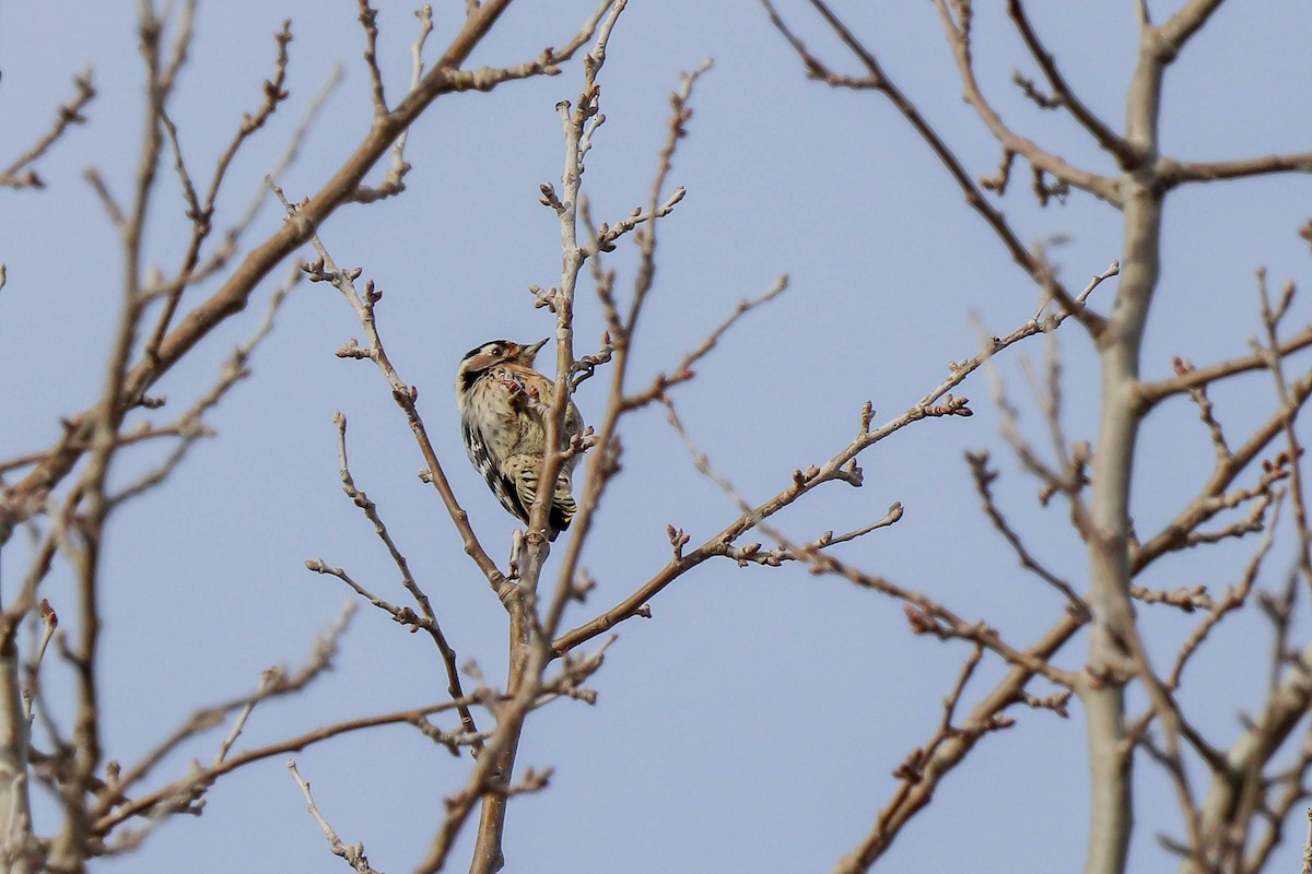 Lesser Spotted Woodpecker - ML614151026