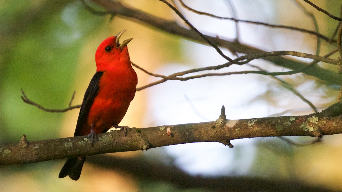 Scarlet Tanager - ML61415111