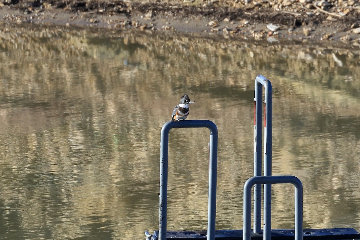 Belted Kingfisher - ML614151128