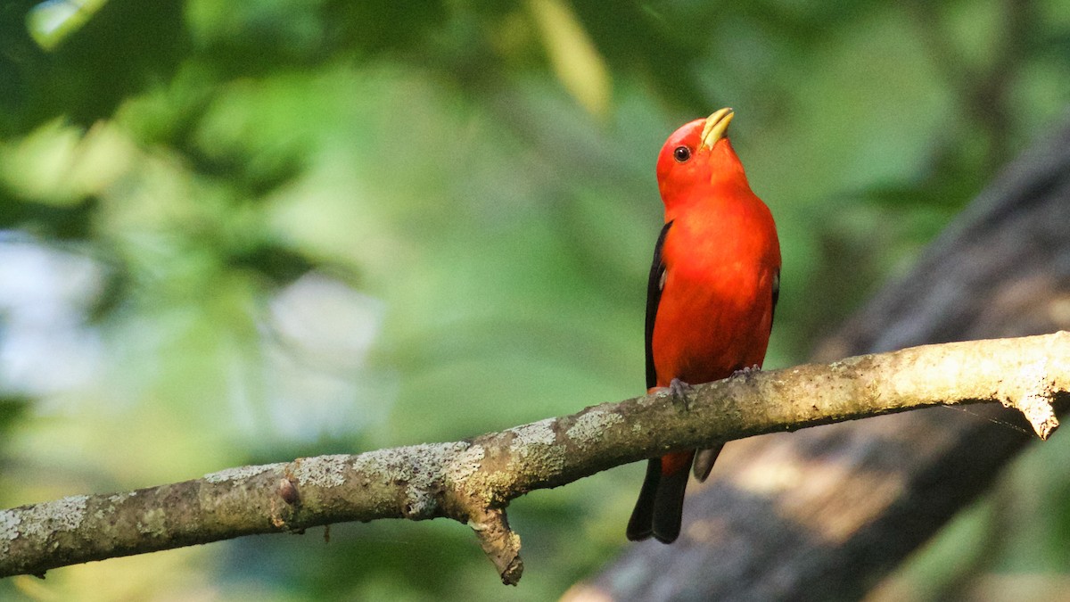 Scarlet Tanager - ML61415121