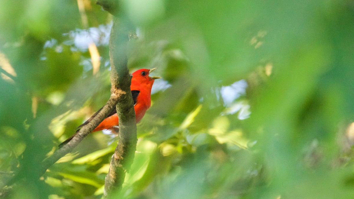 Scarlet Tanager - ML61415131