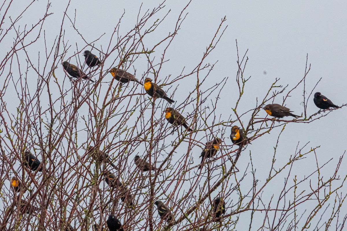 Yellow-headed Blackbird - ML614151517