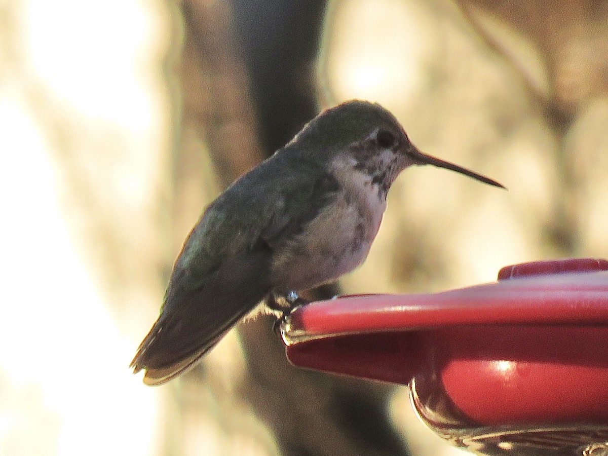 Calliope Hummingbird - ML614151562