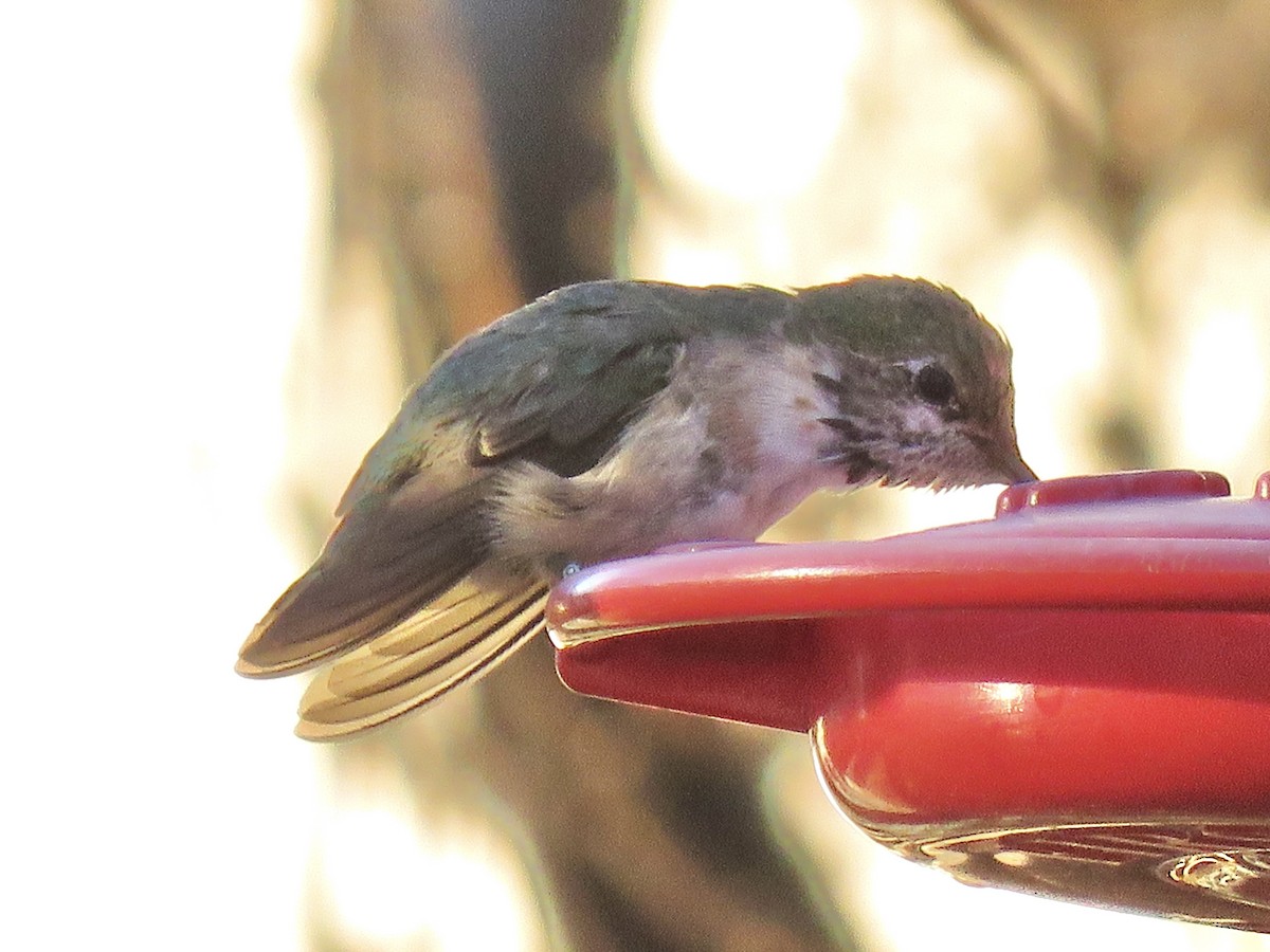 Calliope Hummingbird - ML614151564