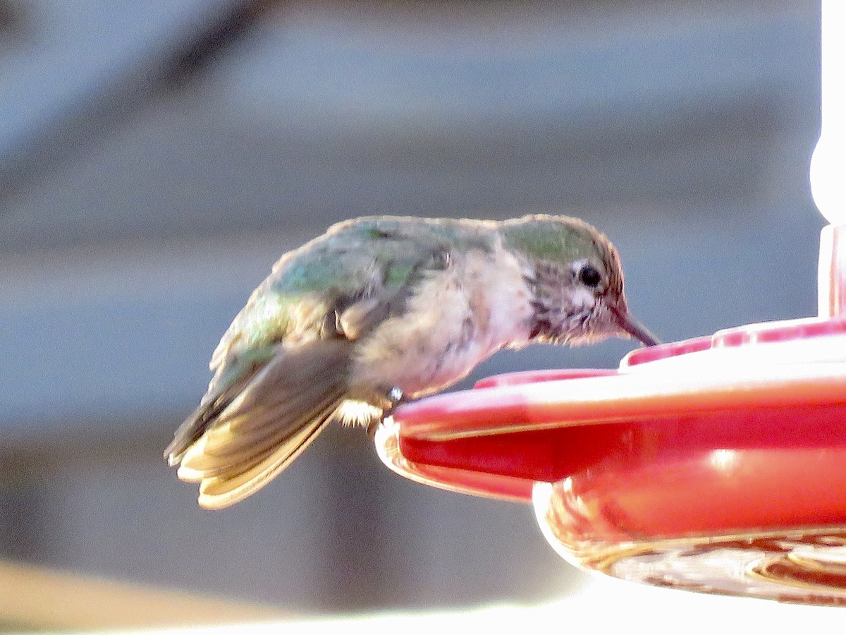 Calliope Hummingbird - ML614151565
