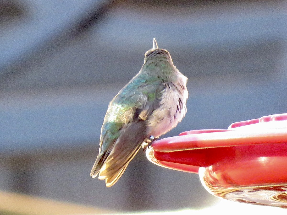 Calliope Hummingbird - ML614151568