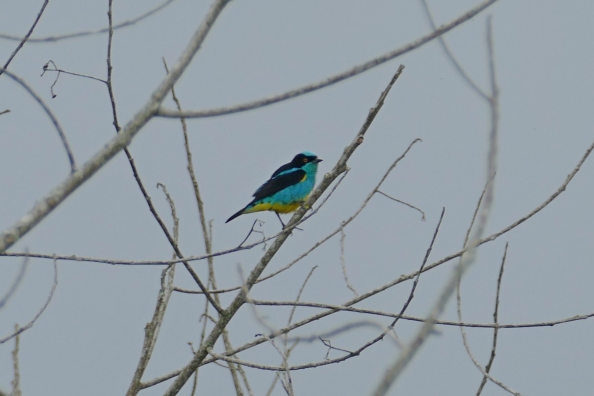 Black-faced Dacnis (Yellow-tufted) - Jens Thalund
