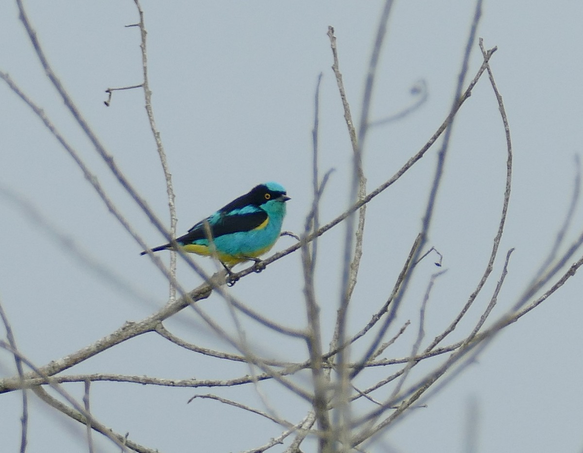 Black-faced Dacnis (Yellow-tufted) - ML614151683